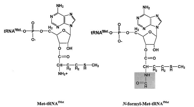 N-formyl methionyl-tRNAfMet. Sequence and structural features target methionylated tRNAfMet for formy-lation at the free amino group. This modification of the aminoacylated tRNA blocks the amino group and introduces an amide bond (highlighted in gray). Together with the uniquely rigid anticodon stem, these elements allow recognition by IF2 and placement of the initiator molecule in the ribosomal P-site for interaction with the AUG start codon of mRNA.