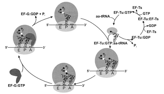 The elongation cycle. Aminoacylated tRNAs are transported to the ribosome by EF-Tu, and they are positioned in the ribosomal A-site upon hydrolysis of EF-Tu-bound GTP. Nucleotide exchange is catalyzed by EF-Ts. Following peptide bond formation, the GTPase EF-G triggers translocation of the peptidyl-tRNA from the A-site to the P-site; the empty (deacylated) tRNA exits the ribosome by way of the E-site. The mRNA moves the length of one codon in the 3' direction, probably pulled through the ribosome by tRNA translocation.