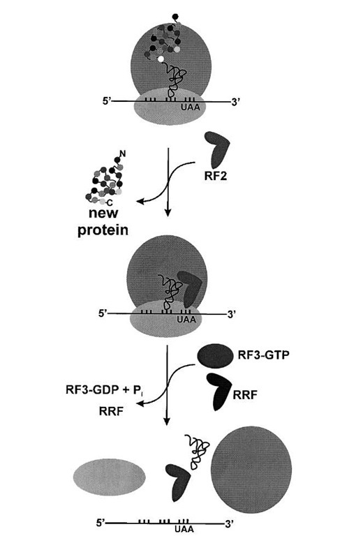 Termination of protein synthesis and ribosome recycling. In prokaryotes, RF1 hydrolyzes the newly synthesized protein at stop codons UAG and UAA, while RF2 recognizes stop codons UGA and UAA. The GTPase RF3 stimulates release of either RF1 or RF2. In eukaryotes a single protein recognizes all stop codons. The final step of translation is dissociation of the inactive 70S complex, stimulated by the ribosome recycling factor (RRF).