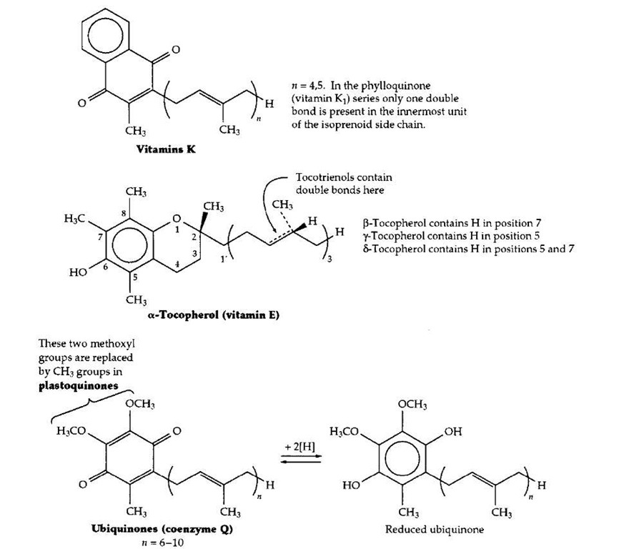 Structures of vitamins K and E and of the related ubiquinone (coenzyme Q) and plastoquinone.