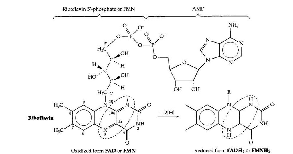  The coenzyme forms of riboflavin, riboflavin 5'-phosphate (FMN) and flavin-adenine dinucleotide (FAD).