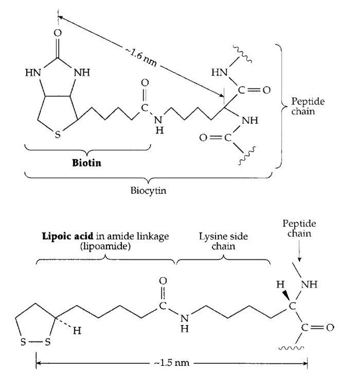 The vitamin biotin and the vitamin-like compound lipoic acid and their covalent attachments to selected lysine side chains in proteins (polypeptides). Both of these compounds function as catalytic prosthetic groups, biotin for CO2 and lipoic acid for hydrogen. The fragment biocytin was i solated from autolysates of rapidly growing yeast.