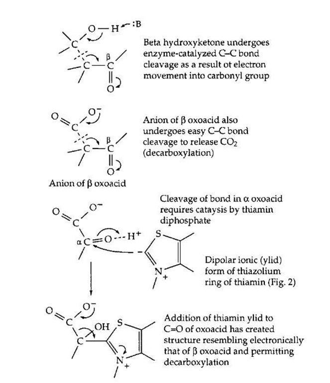 Activation of C—C bond cleavage by adjacent car-bonyl group (top) and by formation of adduct with thiamin diphos-phate (bottom).