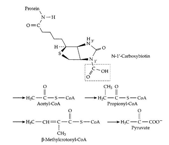 The carboxyl carrier function of biotin. A m olecule of activated CO2 is carried as —COOH bonded to N-1' of biotin, which is covalently attached (as in Fig. 11) to an appropriate protein. Below this structure the sites of four different metabolic intermediates that receive activated CO2 from carboxybiotin are marked by arrows. In each case, either the thioester linkage to coenzyme A or another adjacent carbonyl group activates a hydrogen atom which dissociates as H+, leaving a negatively charged site which accepts the CO2 by direct transfer from carboxybi-otin. Carboxylation of propionyl-CoA in the human body is an essential step in degradation of branched chain and odd chain-length fatty acids (Fig. 12). The resulting methylmalonyl-CoA is converted to succinyl-CoA, the reverse of the reaction shown in Fig. 16.