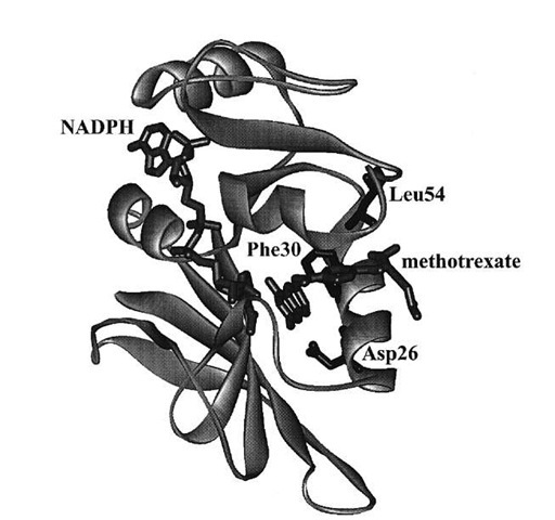 Crystal structure of DHFR from Lactobacillus casei with methotrexate (a strong inhibitor) and NADPH bound. Amino acid residues discussed in the text are labeled.