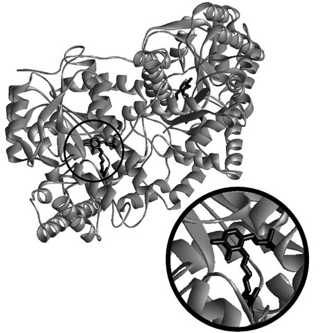Structure of an aspartate aminotransferase. The protein is a homodimer, with one covalently bound pyridoxal phosphate (shown in black) in each of the two subunits. The expanded view shows the cofactor in greater detail.