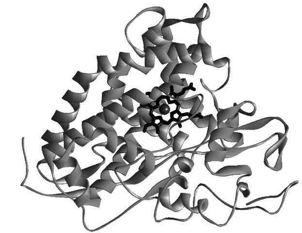 The cytochrome P450cam structure. The bound heme is depicted in black, and the iron atom at the center of the heme appears as a sphere. 