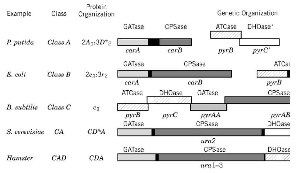 Organization of the first three enzymes and genes of pyrimidine biosynthesis: glutamine amidotransferase (G DHOase. Although multiple examples are known for each category, the examples selected to represent each class are fr subtilis (13), S. cerevisiae (9), and hamster (14). The genetic organization is represented according to the following: Bo enzyme designations above and gene designations below. Noncoding DNA that joins genes transcribed into polycistron segments. Overlapping genes are represented by overlapping boxes. Although all seven cistrons of pyr metabolism are c organization of only the first three is shown here. 
