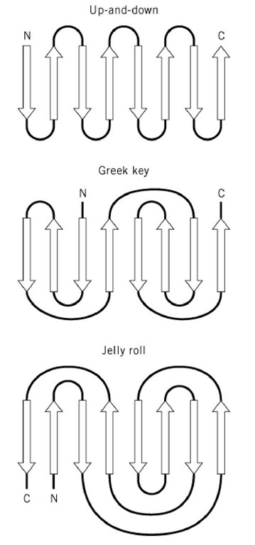 Schematic representation of the up and down (or b-meander), Greek key, and jelly roll topologies. 