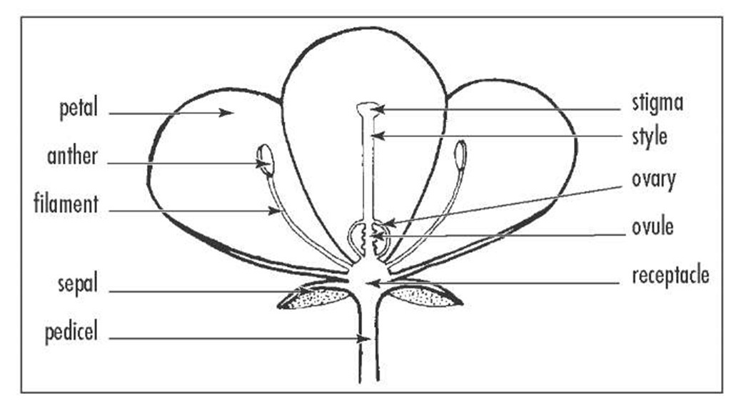 A schematic of a typical angiosperm flower. 