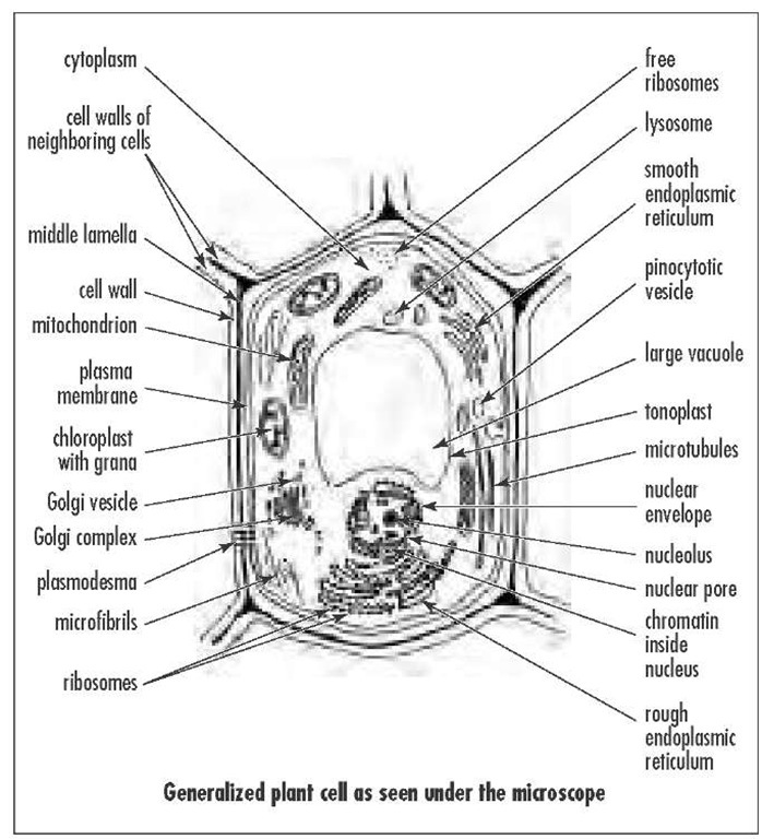 All cells have cell walls that provide a tough surrounding layer for a cell.