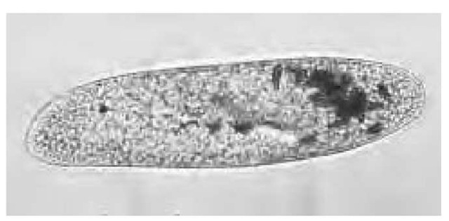 A single-celled organism, Paramecium caudatum, that uses cilia for locomotion.