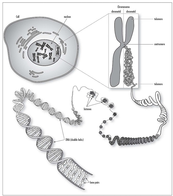 A chromosome is one of the threadlike "packages" of genes and other DNA in the nucleus of a cell. Different kinds of organisms have different numbers of chromosomes. Humans have 23 pairs of chromosomes, 46 in all: 44 autosomes and two sex chromosomes. Each parent contributes one chromosome to each pair, so children get half of their chromosomes from their mothers and half from their fathers. 