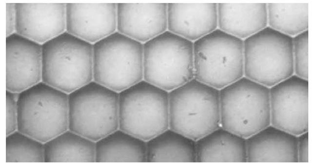 Light micrograph of hexagonal facets, called ommatidia, that form the compound eye of a dragonfly. The compound eye is a characteristic of insects, although the size, shape, and number of facets vary among species. The dragonfly, with 30,000 facets, has the largest insect eye. Each ommatidia is a light-sensitive unit consisting of a lens immediately behind the cuticular surface and light-sensitive cells. Light stimulating these cells is converted into electrical signals that are passed to the brain. The insect sees a mosaic image made up from separate bits of information entering each ommatidia. Magnification: x55 at 35-mm size, x110 at 6 x 7-cm size. 
