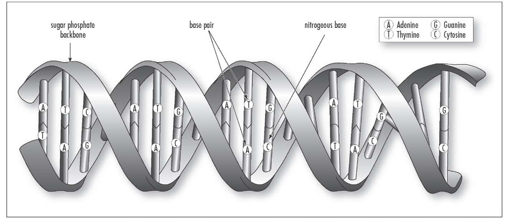 DNA is the chemical inside the nucleus of a cell that carries the genetic instructions for making living organisms.