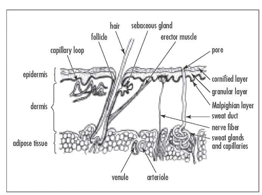 The epidermis serves as a protective layer against invasion of foreign substances, both chemical and animal (parasites).