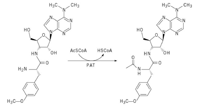 Inactivation of puromycin by puromycin-^-acetyltransferase (PAT). 