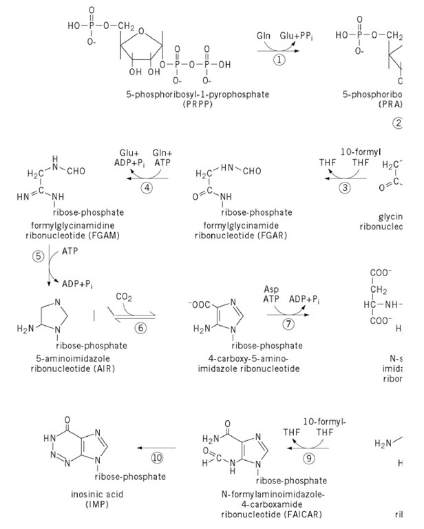  The de novo biosynthetic pathway to inosinic acid. Enzyme names: 1, PRPP amidotransferase; 2, GAR synthe' FGAR amidotransferase; 5, FGAM cyclase; 6, AIR carboxylase; 7, SAICAR synthetase; 8, SAICAR lyase; 9, AICAR tr synthase.