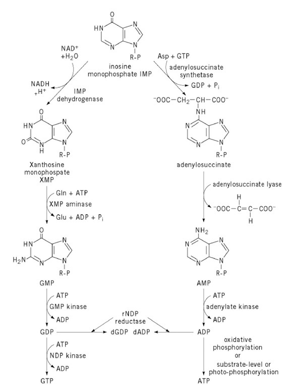 Pathways from inosinic acid to ATP and GTP. R-P is a ribose 5-phosphate moiety. NDP kinase is nucleoside diphosphate kinase. A few organisms reduce ribonucleotides to deoxyribonucleotides at the triphosphate level rather than, as shown here, the diphosphate level. 