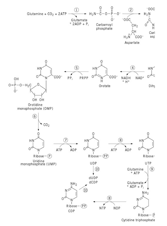 De novo biosynthetic pathway to pyrimidine nucleotides. Enzyme names are as follows: 1, carbamoyl phospha 2, aspartate transcarbamoylase; 3, dihydroorotase; 4, dihydroorotate dehydrogenase; 5, orotate phosphoribosyltransferase orotidylate decarboxylase; 7, UMP kinase; 8, nucleoside diphosphate kinase; 9, CTP synthetase; 10, ribonucleoside diph reductase. PRPP is 5-phosphoribosyl-1-pyrophosphate. The circle drawn around the letter P denotes organic phosphate, < triphosphate, as indicated. For the conversion of CTP to CDP by nucleoside diphosphate kinase, the preferred phosphate any, has not been identified. 