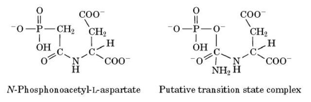 Structures of N-phosphonoacetyl-l-aspartic acid and the presumed transition state in the aspartate transcarbamoylase reaction. 