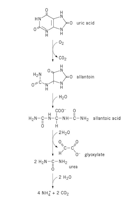 Metabolic degradation of uric acid. 