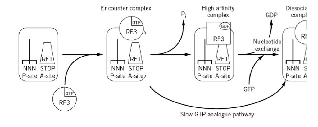  An RF-3 recycle factor model (2). This explains how RF-3 accelerates the dissociation of RF-1 / 2 from the rib tRNA. 