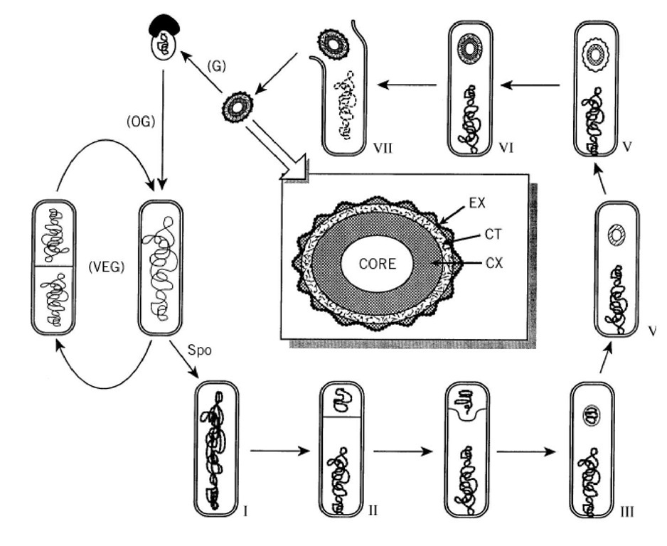  Sporulation of Bacillus subtilis. Landmark morphological stages are: I, axial filament of chromosome; II, polar septation dividing the sporangium into smaller forespore and larger mother cell compartments; III, engulfment; IV, corte formation; V, coat formation; VI, maturation; VII, lysis of mother cell and release of spore. Under laboratory conditions 37%, the process takes about 8 h. Germination (G), outgrowth (OG), and vegetative growth (VEG) complete the life cyc The center inset is a diagram illustrating major features of a mature spore. The layers are not drawn to strict scale; spore membranes and distinctions in the coat layer are not shown. CX, cortex; CT, protein coat; EX, exosporium. 
