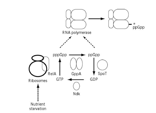 Regulatory circuit of the stringent response. Ribosome-associated RelA catalyzes the synthesis of both pppGpp and ppGpp from GTP and GDP, respectively, but, from the high Km value, GTP is considered to be the natural substrate. The conversion of pppGpp to ppGpp is catalyzed by several different enzymes but, from its low Km value, the gppG gene product is considered to play a major role in vivo. SpoT catalyzes the breakdown of (p)ppGpp to GTP or GDP; in the presence of high concentrations of GTP or GDP, however, it acts as (p)ppGpp synthetase II. The most probable target of (p)ppGpp action is the b subunit of RNA polymerase. 