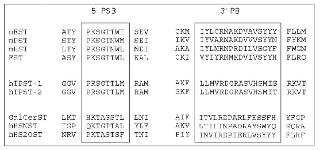 Alignment of partial protein sequences of sulfotransferases. Two spatially separated regions that are important for PAPS binding are the primary homologous regions of sulfotransferases. They are denoted the PSB loop and the 3'-binding site. All sulfotransferases were aligned as described (8) except for the TPSTs. The abbreviations of the protein sequences are: mEST, mouse estrogen sulfotransferase; mPST, mouse phenol sulfotransferase; mHST, mouse hydroxysteroid sulfotransferase; FST, flavonol sulfotransferase (plants); hTPST, human tyrosylprotein sulfotransferase; GalCerST, human 3'-phosphoadenylsulfate galactosylceramide sulfotransferase; hHSNST, human heparan sulfate A-deacetylase/A-sulfotransferase; hHS2OST, human heparan sulfate 2-sulfotransferase. 