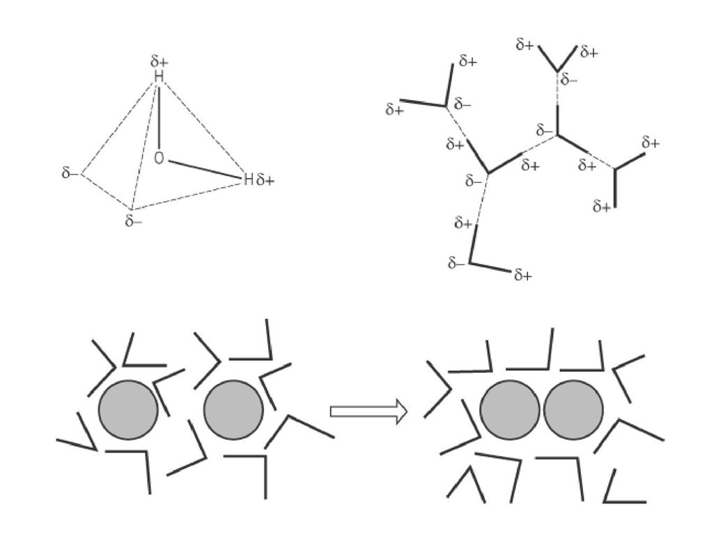 Analysis of the hydrophobic effect in terms of the equilibrium affinity of a solute for water and for a nonpolar liquid. ( a) Electrons are more strongly attracted by the oxygen atom of the water molecule, leaving partial negative charges near the corners of a tetrahedron, and partial positive charges at the other two corners. ( b) Water molecules are strongly attracted to each other by their partial charges, forming H-bonds between H and O atoms. As a result, liquid water is very self-cohesive. (c) Nonpolar molecules, like oil drops, break up the structure of water in which they are dissolved. The self-cohesiveness of water encourages these molecules or groups to coalesce, so that the part of the solvent can return to its preferred structure. This is called the hydrophilic effect. 