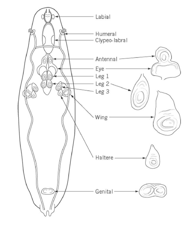 Locations of imaginal discs in a third instar larva, and the morphology of several major imaginal discs. There are 10 major pairs of imaginal discs, which give rise to adult cuticular structures of the head and the thorax, and a single genital disc, which forms the adult genitalia. 