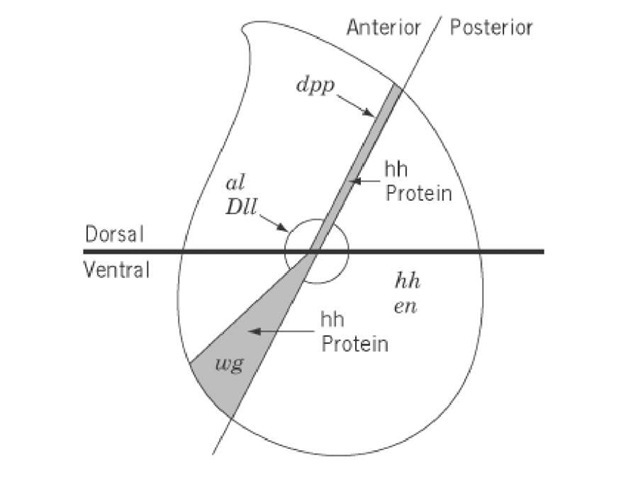 Spatial expression and regulatory interaction between hedgehog and other genes in the leg imaginal disc. The ] cells diffuses across the anterior-posterior compartment boundary; it induces the adjacent dorsal anterior cells to express anterior cells to express wingless (32, 55). The central region of the disc, where decapentaplegic and wingless are coexpi and aristaless and defines the distal tip of the leg (68-70).