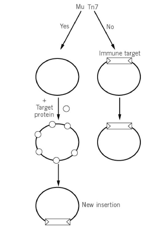 Target immunity. For some elements such as Mu and Tn7, the frequency with which they insert into a target DNA already containing a copy of the element is much reduced. A target dNa already containing a copy of the transposon is a poor target because the target binding protein (small circle) is not effectively bound to the immune target. Binding of the target protein is discouraged by transposition proteins that bind specifically to the transposon ends in the immune target DNA. 