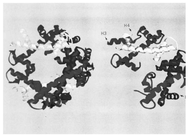 The structure of the histone octamer at 3.1 A resolution, showing the histone folds (4). 