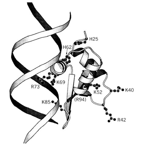The structure of the globular domain of histone H5 (GH5) showing the two clusters of basic residues at the two proposed DNA-binding sites on opposite faces of the domain (17). Binding to DNA at one site is by analogy with the structures of HNF3g and CRP (see text). 