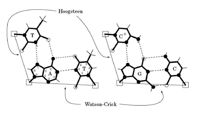 Schematic illustration of the A:T and G:C Watson-Crick and Hoogsteen base pairs. Hydrogen bonds are shown as dashed lines, and the distance between two C1' atoms (shown as open squares) is drawn with a thin line. The numbering system of the purine and pyrimidine rings is shown. 