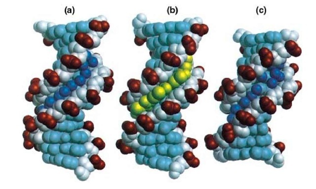 Examples of the structure of B-form DNA. (a) Crystal structure of the double-stranded dodecamer d (CGCGAATTCGCG) (Protein Data Base BDL084), with the water molecules in the minor groove shown as spheres. (b) Crystal structure of the double-stranded d(CGCAAATTTGCG)-distamycin A complex (Protein Database GDL003). The drug displaces the waters in the minor groove. (c) Crystal structure of the double-stranded decamer d (CCAGGCCTGG) (Protein Database BDJS30), with the waters bound to the minor groove shown as spheres.