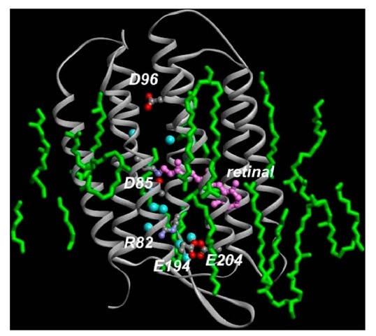 Structure of bacteriorhodopsin (1), and the pathway of proton transport. The seven transmembranous a-helices are shown, along with only the all-trans retinal and the most important residues. The curved arrows identify the proton transfers that occur at different times in the photocycle (see text) and add up to the complete transport of a proton from the cytoplasmic (upper) to the extracellular surface of the membrane. 