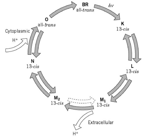 The photocycle of bacteriorhodopsin. The intermediate states are shown, and the isomeric configuration of the retinal is indicated. The Schiff base is protonated in all but the M states.