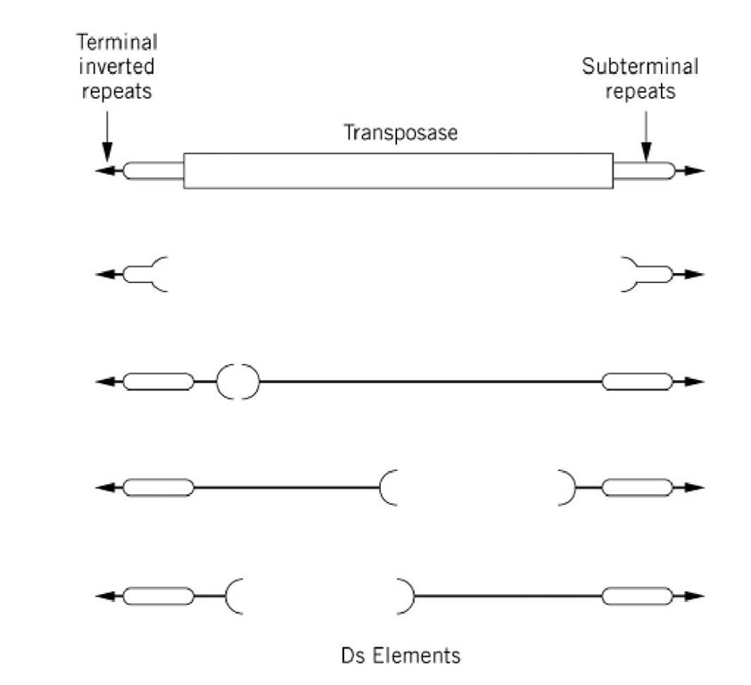 Autonomous and nonautonomous elements. A schematic representation on an intact (autonomous) Ac element is shown (top line). It encodes a transposase formed from several exons (not shown) and special recombination sequences at the ends of the element. The arrows represent short perfect inverted repeats and the oval other repeated sequences; these are not shown to scale. Only some of the subterminal repeats are necessary for transposition. Various deletion derivatives of Ac are shown (lines 2-5); these internal deletions make the element dependent on an intact Ac for transposase and hence for translocation. 