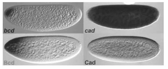 mRNA and protein expression of bcd and cad. The bcd mRNA is localized at the most anterior tip of the embryo. Its translation and diffusion of its protein product lead to the formation of the Bcd morphogenetic gradient. Maternal cad mRNA is distributed throughout the embryo, but its translation is blocked by the Bcd protein. This leads to the formation of a posterior to anterior gradient of the Cad protein. 