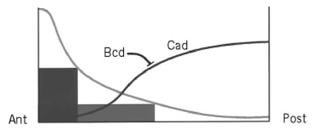  Morphogenetic functions of the Bcd gradient. The Bcd gradient differentially activates zygotic target genes (dark boxes) in head and thorax anlagen. The Bcd gradient also leads to the formation of the Cad protein gradient by blocking translation of its mRNA. 