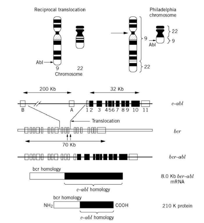 Generation of the bcr-abl oncoprotein by chromosomal translocation. The abl gene in a normal cell, is located on chromosome 9 and encodes a tyrosine kinase. During malignant transformation of myeloid cells, a portion of chromosome 9 that contains the abl locus translocates to chromosome 22 at the breakpoint cluster region (bcr) locus and generates the chimeric bcr-abl oncoprotein. Because the translocation results in deleting the sequences that negatively regulate abl tryosine kinase activity, the fusion protein has constitutive and increased levels of enzymatic activity. 