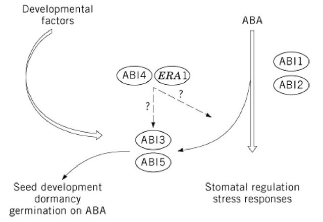 A model for ABA signal transduction. 