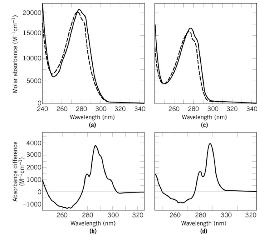 Ultraviolet absorption spectra of (a) the wild-type form and (c) the Trp59Tyr variant of RNase Tr The spectra of the native proteins (in 0.1 M sodium acetate, pH 5.0) are shown by the continuous lines. The spectra of the unfolded proteins (in 6.0 M GdmCl in the same buffer) are shown by broken lines. The difference spectra between the native and unfolded forms are shown in (b) and (d). Spectra of 15 ^M protein were measured at 25°C in 1-cm cuvettes in a double-beam instrument with a band width of 1 nm at 25°C. The spectra of the native and unfolded proteins were recorded successively, stored, and subtracted. 