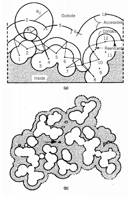 Schematic representation of possible molecular surface definitions. (a) A two-dimensional section through part of the van der Waals envelope of a hypothetical protein including 12 atoms with the centers numbered 1-12. Rx and R2 show the radius of the probes. (b) Superposition of sections through the van der Waals and accessible surfaces of ribonucrease S. In places, the accessible surface is controlled by atoms above or below the section shown. The solid outline is the surface of carbon and sulfur atoms; the dashed outline nitrogen and oxygen. The arrow indicates a cavity inside the molecule large enough to accommodate a solvent molecule with a radius of 1.4 A.