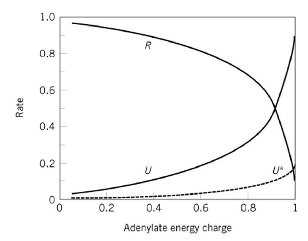  Generalized illustration of the effects of the adenylate charge on the rates of reactions in which ATP is regenerated (R) and in which ATP is utilized (U). Curve U was calculated for an enzyme for which the Km for ATP at the catalytic site is six times that of ADP. Curve U represents 80% depression of rate as a consequence of feedback inhibition of the enzyme by the end product of the biosynthetic sequence. 