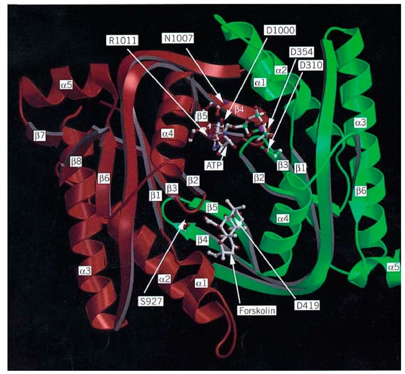 Three-dimensional model of the C1 and C2 domains of the catalytic core of type I adenylate cyclase derived fr the X-ray crystallographic structure of the C2 homodimer of the type II enzyme (19). The polypeptide backbone of the C domain is green and that of C2 is red. The C-terminal nonhomologous segment of C1 is truncated after the a-helix 5 (low right). Only a few side chains in the active site are shown, designated by one-letter abbreviations. When they differed fro the residues in the crystal structure, they were placed according to Liu et al. [Proc. Natl. Acad. Sci. (1997) 94, 1341413419.] ATP was placed as described by Liu et al. and modified according to the interactions reported by Tesmer et al. [Science (1997) 278, 1907-1916.] The ligand atoms are indicated by C, white; N, blue; O, red; P, green, and Mg, purple. figure is kindly provided by James Hurley. 