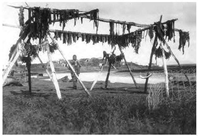 In this 1914 photo by Edward S. Curtis, strips of walrus and whale meat are shown hanging to dry after being smoked. Curtis's photographs often reflected his twin goals of documenting the aboriginal way of life and creating "art."